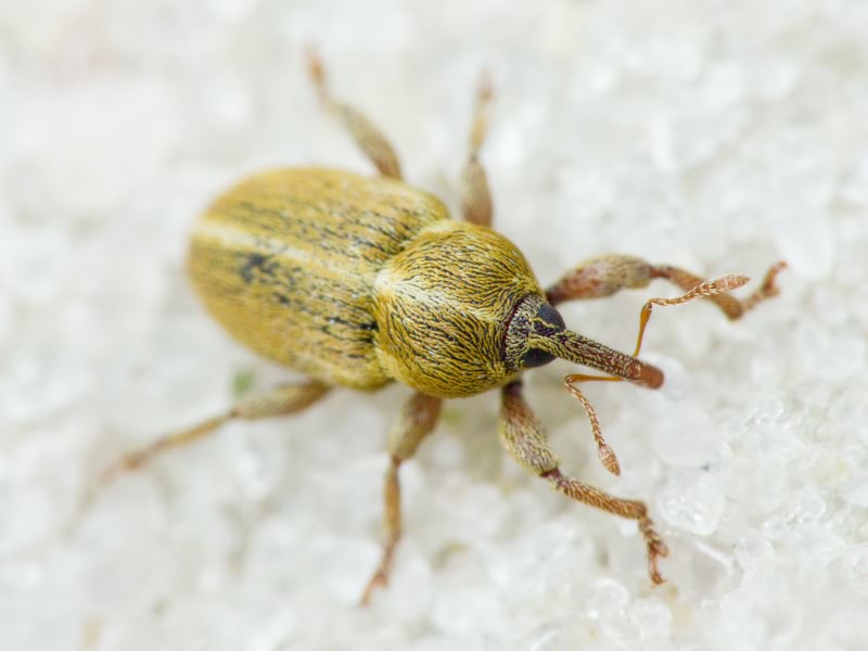 Tychius trivialis Boheman, 1843